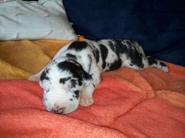 Gefleckte Deutsche Doggen Welpen